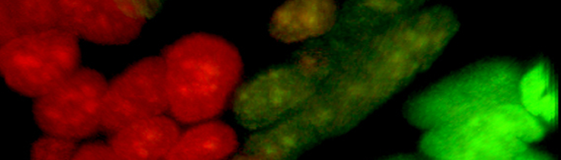 中科院腦智卓越中心在視網(wǎng)膜干細(xì)胞胚胎起源方面取得進(jìn)展